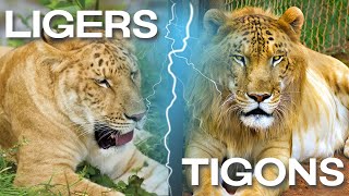 LIGERS vs TIGONS  Two Unique LionTiger Hybrid Species [upl. by Sirac992]