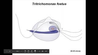 Introducción a protozoarios y flagelados de interés clínico veterinario [upl. by Annanhoj346]