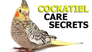 Cockatiel Care Secrets [upl. by Dracir]