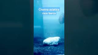 Channa asiatica jumbo sangarchanna channaaurantimaculata snakehead channastewartii shortvideo [upl. by Elroy]