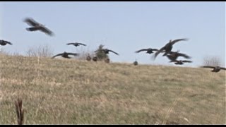 Flying Turkeys Attack Hunters [upl. by Beshore299]