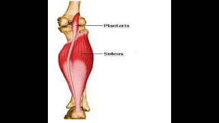 Two Minutes of Anatomy Plantaris Muscle [upl. by Lowndes300]