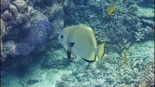 Orbicular Batfish Platax orbicularis [upl. by Eicaj]