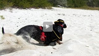 Crusoe the Pirate Dachshund Segment from Full Bahamas Video [upl. by Lucille]