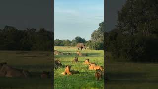 Resting Lions Interrupted by Rhino and Wild Dog Pack [upl. by Schertz569]