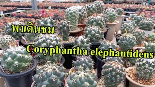 พาเดินชม Coryphantha elephantidens [upl. by Oeht]