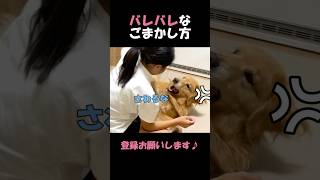 怒ったのに倍返しされてめっちゃ凹む大型犬クッキーgoldenretriever dog 箱入りクッキーはゴールデンレトリバー [upl. by Mak220]