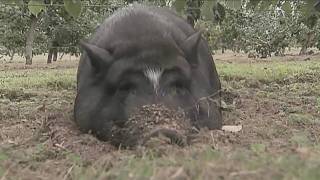 Irene  The Apple Orchard Pig [upl. by Burney372]