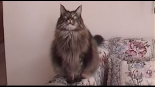 BIG Maine Coon Cat CHIRPS [upl. by Sigler]