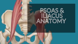 Anatomy Series  Psoas amp Iliacus Iliopsoas  Hip Flexors [upl. by Nylirak]