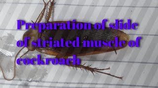 Preparation of slide of striated muscle of cockroach [upl. by Annyahs901]