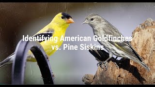 Identifying American Goldfinches vs Pine Siskins [upl. by Nnylireg814]