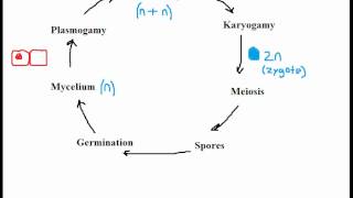 Biology Fungi Reproduction [upl. by Nasaj655]