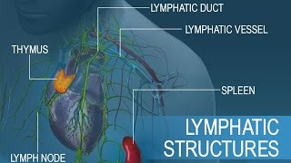 Anatomy and Physiology of Lymphatic System [upl. by Ashti]