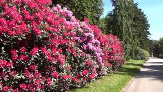 hamburg friedhof ohlsdorf rhodadendronblüte [upl. by Chancellor181]