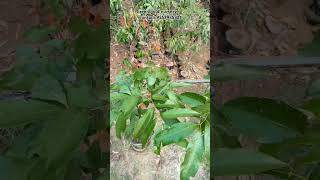 Hybrid litchi plant available fruitplant gajraulanursery GGNG [upl. by Cullan81]