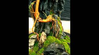 Bonsai Sisir On The Rock Chudrania Bonsai [upl. by Epilihp]