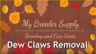 French Bulldogs How to Remove Dew Claws [upl. by Haleigh101]