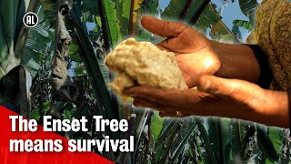 Living off the Enset tree in Ethiopia  METROPOLIS [upl. by Enia]