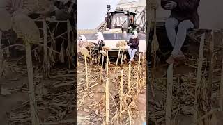 Harvester harvesting sunflower seeds process [upl. by Comethuauc]