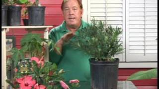 Plants Growing Needs  Growing Podocarpus Plants [upl. by Evante]