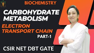 Electron Transport Chain Part1  Oxidative Phosphorylation  Carbohydrate Metabolism Biochemistry [upl. by Anits]