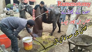 Tympony in Buffalo Reticular Abscess in Buffalo Dr Mohsin [upl. by Annayram]