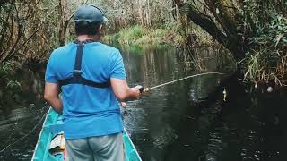 Camp Fishing di Hutan Kalimantan Sungai Sempit isinya Toman Semua [upl. by Ahsimek]