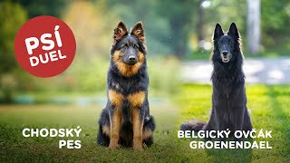 Psí duel  Chodský pes vs Belgický ovčák groenendael [upl. by Dall]