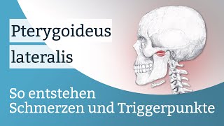 Pterygoideus lateralis Schmerzen Triggerpunkte und deren Aktivierung [upl. by Petuu]