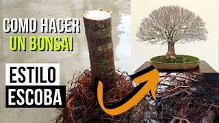 3 años de trabajo resumidos en 5 minutos  Como hacer un bonsai de olmo estilo escoba hokidachi [upl. by Yemirej]