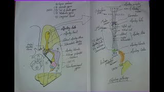 OLFACTORY PATHWAY Nerve amp Tracts by DrAbhishek kumar [upl. by Naerb957]