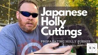 Propagating the Japanese Holly by softwood cuttings [upl. by Grissel]