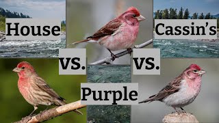 House Finch vs Purple Finch vs Cassin’s Finch  Bird Comparison [upl. by Webster804]