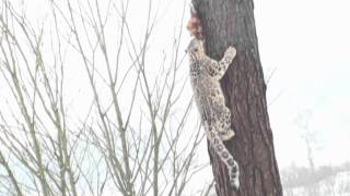 Snow Leopard climbing tree HD [upl. by Marino80]