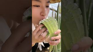 Edible aloe vera plant plants healthy health [upl. by Eamanna]