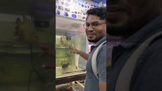 Costliest Fish ha😱💥 விலை உயர்ந்த மீன்🐟❤️‍🔥shorts kolathuraquariumfish food minivlog [upl. by Brey]