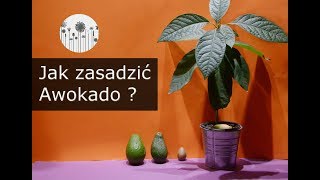 Jak wyhodować i zasadzić awokado z pestki [upl. by Ydnim]