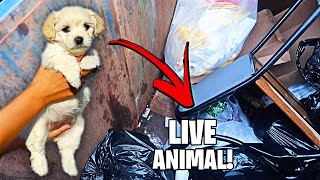 RESCUED  DOG FOUND In PET STORE DUMPSTER  WHAT HAPPENED  DUMPSTER DIVING AT THE PET STORE [upl. by Aneer]