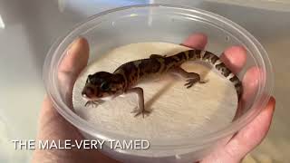 Central American Banded Gecko Coleonyx mitratus Unboxing From LLL Reptile [upl. by Roscoe]