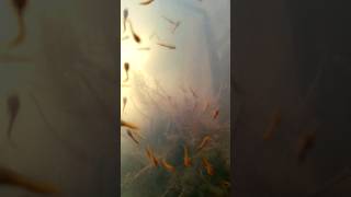 Baby Fish underWater shorts fyp foryou fish fishing underwater natural survival [upl. by Dib943]