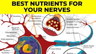 Essential Nutrients for Neuropathy amp Nerve Healing  Dr Gregory Kramer Chiropractor In Livonia Mi [upl. by Danas285]