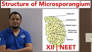 Microsporangium  TS of Anther  Sexual Reproduction in flowering plants  XII  NEET [upl. by Eromle892]