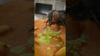 How Flies Actually Eat Our Food [upl. by Turtle]