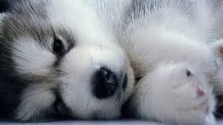 Pomsky Puppies cute Puppy Pomskies Cross Pomeranian Husky Tiny Adorable Baby POM Pomskys compilation [upl. by Pansy]