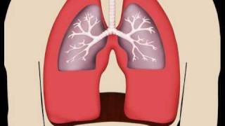 Lungs in Motion  Pulmonary Fibrosis [upl. by Noerb]