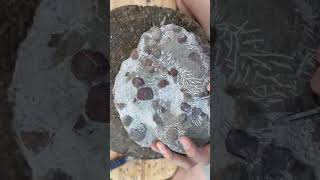 Quartzite Brachiopods block fossil prep [upl. by Davilman]