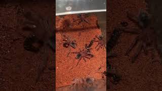 Baby Tarantula feeding party with worms [upl. by Greeson664]