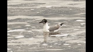 Franklins Gull Crossness London 14724 [upl. by Elawalo]