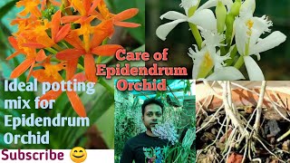 Ideal potting mix for Epidendrum Orchid।।Care of Epidendrum।।Sandip Orchid।। [upl. by Diogenes363]